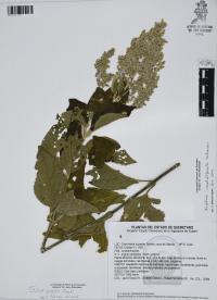 Iresine grandis image